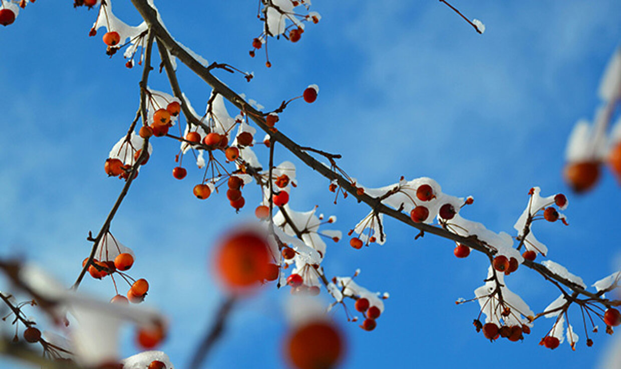 Nahaufnahme eines Zweigs mit roten Beeren, auf denen Schnee liegt vor einem blauen Himmel.