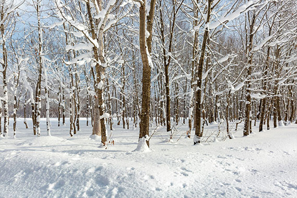 Winterlandschaft mit kahlen Bäumen im Schnee